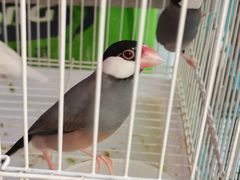 -清平路水族市场