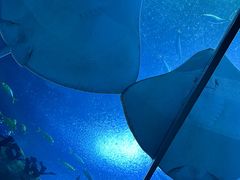 -珠海长隆海洋王国