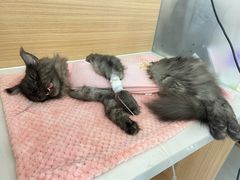 -达爱动物医院·犬猫分区·CT·复杂眼科(远洋山水分院)