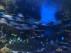 -华夏文旅海洋公园