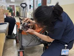 -美联众合动物医院·24h转诊中心