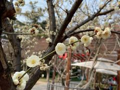 -南通博物苑-崇川人民公园