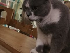 -猫小院猫主题咖啡厅(北锣店)