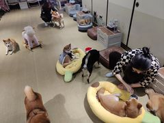 -逗柴咖啡屋·狗咖猫咖宠物桌游