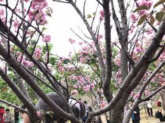 -天适樱花悠乐园