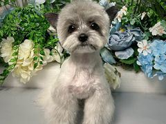 -BABIT巴比特宠物(MOMOPARK店)