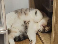 -藦茜花园宠物主题亲子互动体验馆(国顺东路店)
