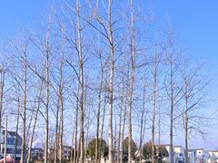 -东梓关景区村庄