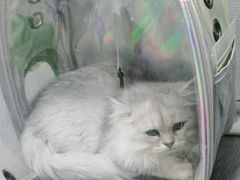 -佩兹宠物医院肿瘤专科·眼科·牙科(黄浦店)