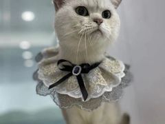 -爱洗澡的猫(望京店)