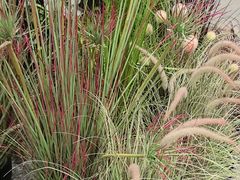 -沈家花园如皋菜(海阳路店)