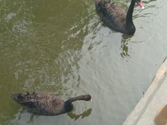 -石家庄市动物园