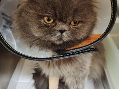 -瑞鹏宠物医院犬猫全科(真大分院)