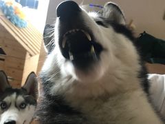 -Husky Go! 哈士奇体验馆·宠物咖啡厅狗咖