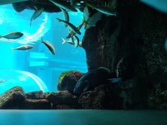 -西海国立公园九十九岛水族馆
