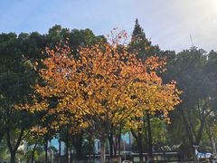 -西北湖绿化广场