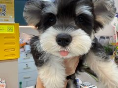 -唐小姐の私宠·宠物洗护美容·撸猫馆·购宠(周浦万达旗舰店)