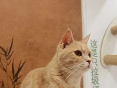 -楼上猫咖(罗湖店)