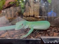 -酷以爬仙阁实体爬宠店·守宫·蜥蜴·专业繁育