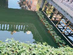 -城隍庙九曲桥