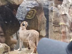 -红山森林动物园