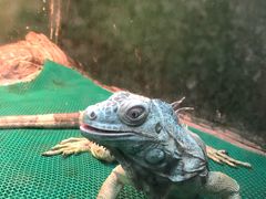 -上海大自然野生昆虫馆(东方明珠·爬宠昆虫探索中心)