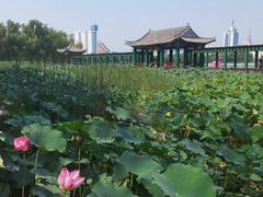 -莲花池公园