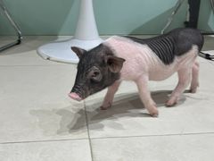 -怪兽屋·羊驼·猫咖·狗咖(俊华广场店)