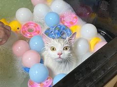 -佳雯宠物医院·皮肤科·内外科(春晓路分院)