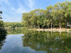 -大兴滨河森林公园