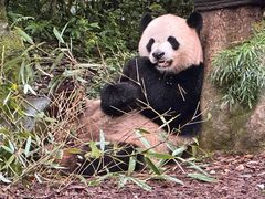 -都江堰中心国际酒店