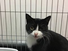 -纳吉亚猫专科动物医院·北北分院
