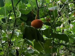 -万源龙顺度假庄园生态观光园