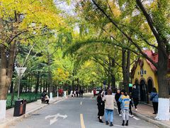 -八大关景区