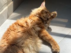 -Heymao猫咖.咖啡厅(东门店)