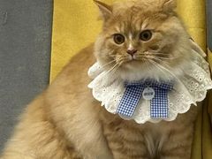 -喜多萌中农锦绣动物医院24H·猫科·牙科MRI·CT