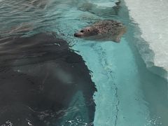 -大阪海游馆