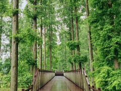-黄海国家森林公园