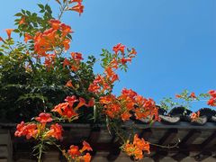 -青果巷历史文化街区