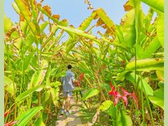 -中国科学院西双版纳热带植物园