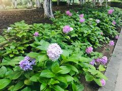 -白塘生态植物园