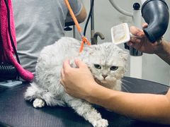 -PETKIT小佩宠物(昭化店)