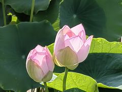 -莲花池公园