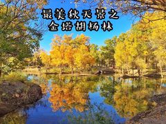 -金塔沙漠胡杨林景区