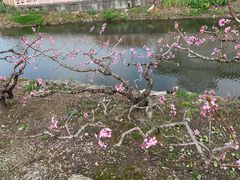 -南汇桃花村