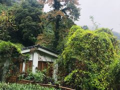 -龙井村