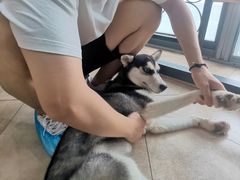 -汪说·狗咖(旺城大厦店)