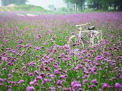 -洪湖湿地生态园