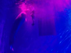 -芜湖新华联大白鲸海洋公园