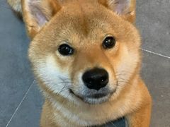 -逗柴咖啡屋·狗咖猫咖宠物桌游